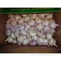 Regular White Garlic Fresh New Crop 2019